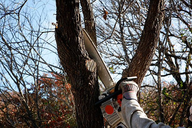 Best Residential Tree Removal  in USA